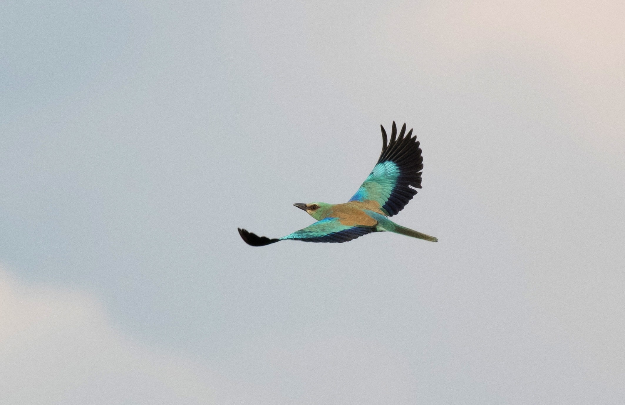 Batumibirdfest