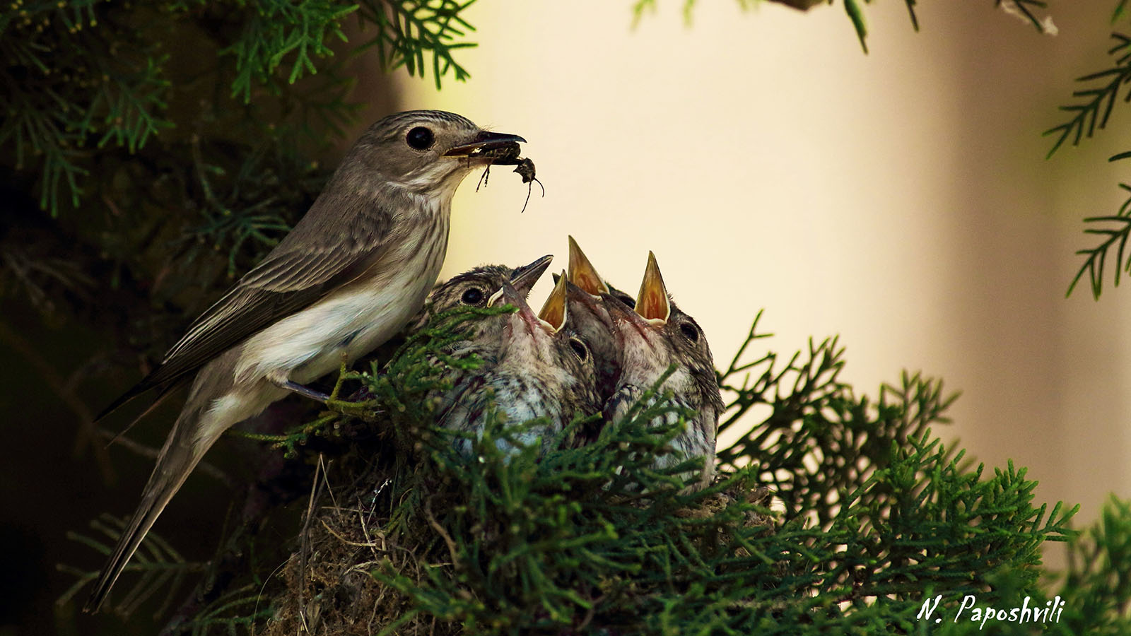 Batumibirdfest