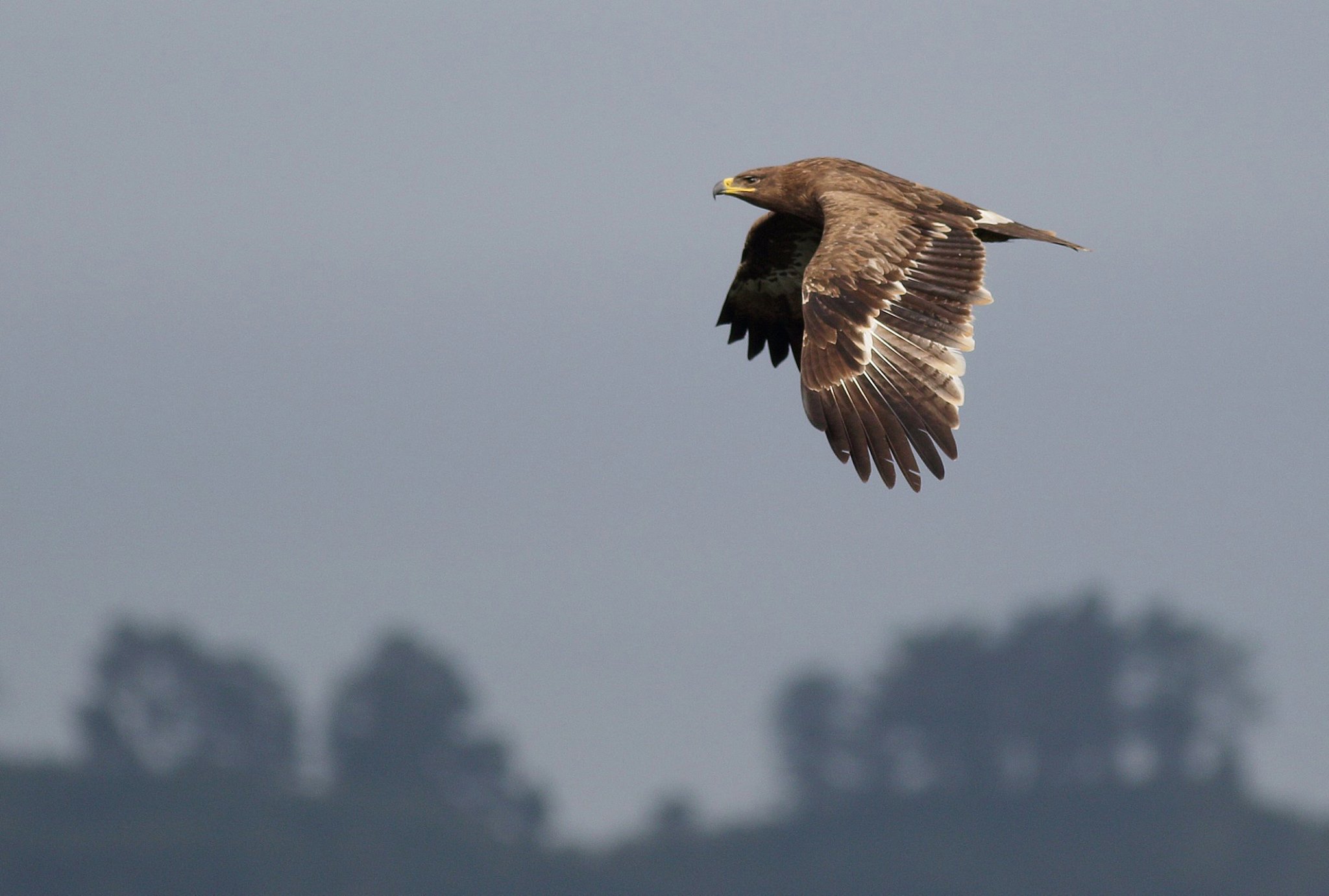 Batumibirdfest