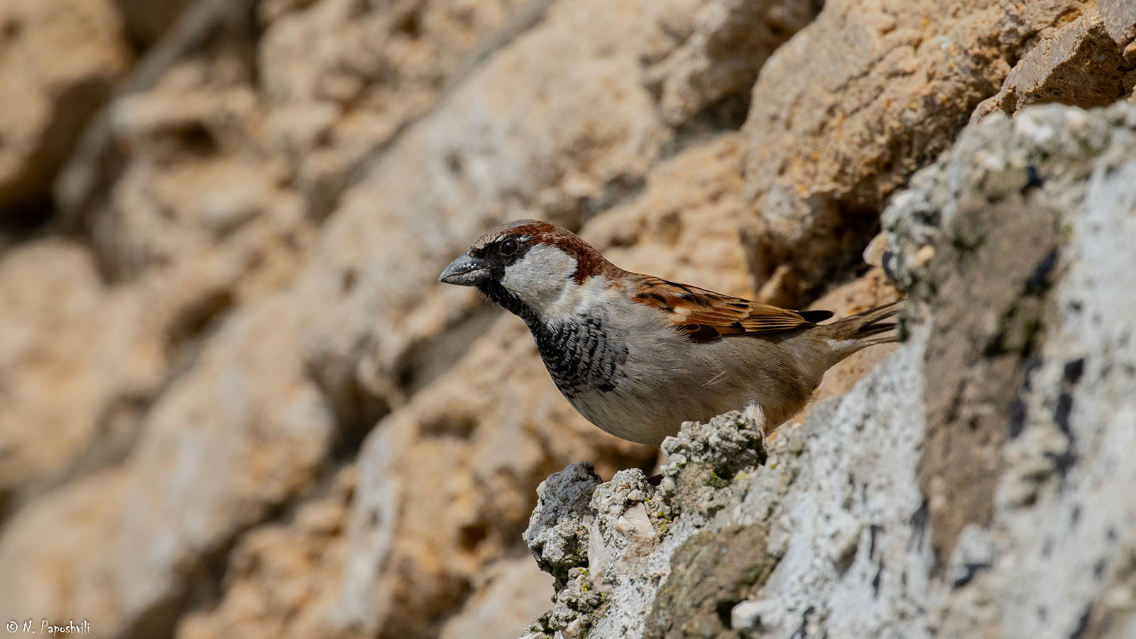 Batumibirdfest