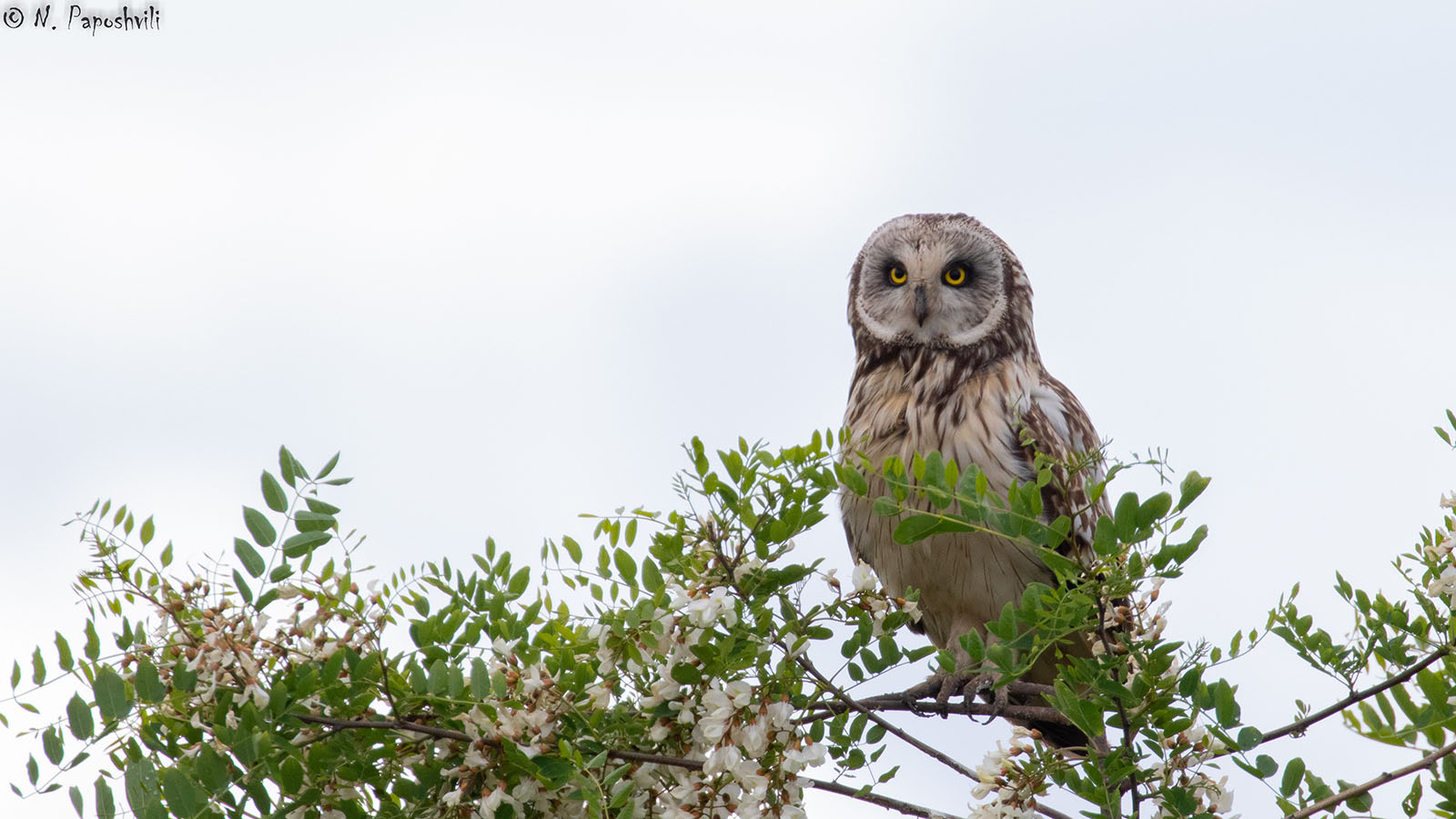 Batumibirdfest