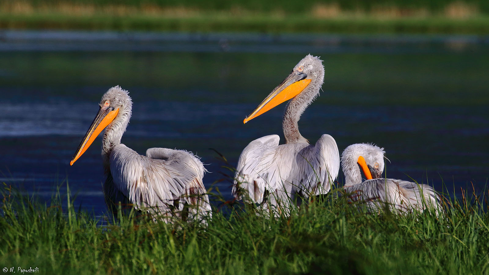 Batumibirdfest