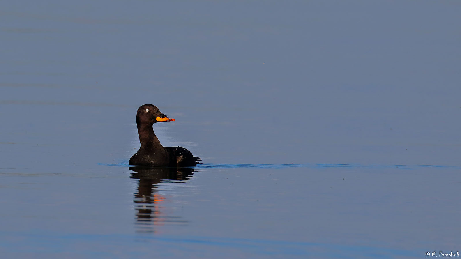Batumibirdfest