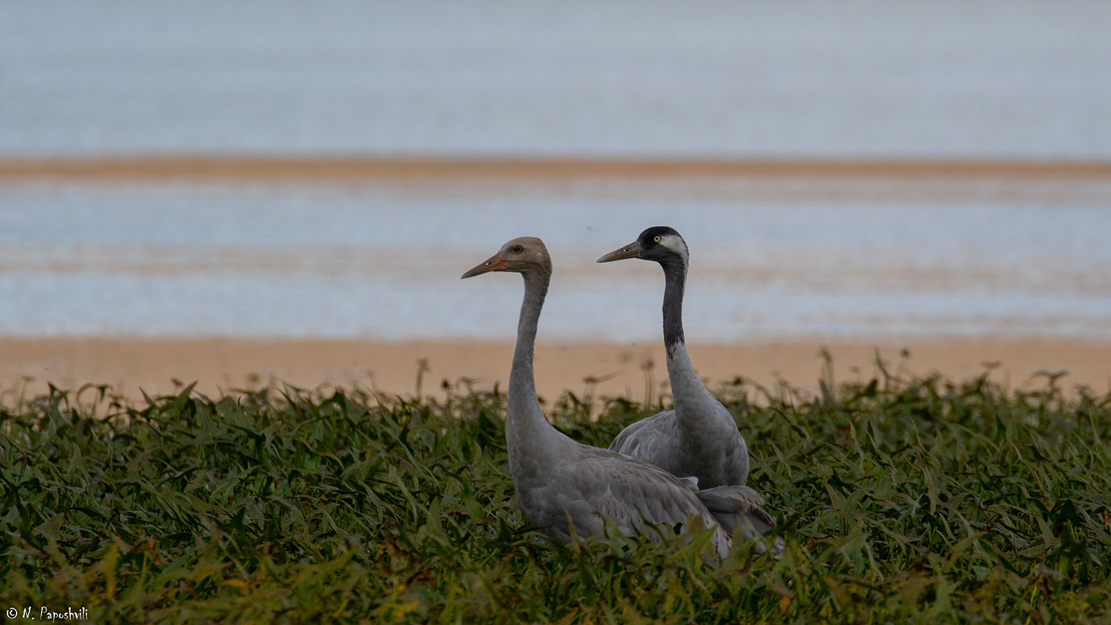 Batumibirdfest