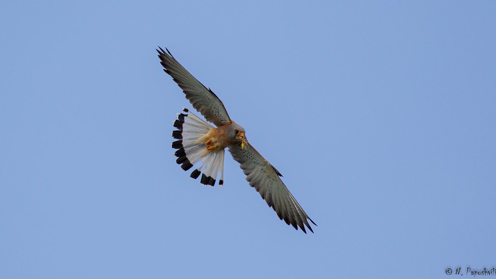 Batumibirdfest