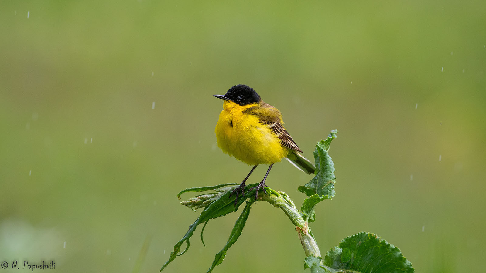 Batumibirdfest